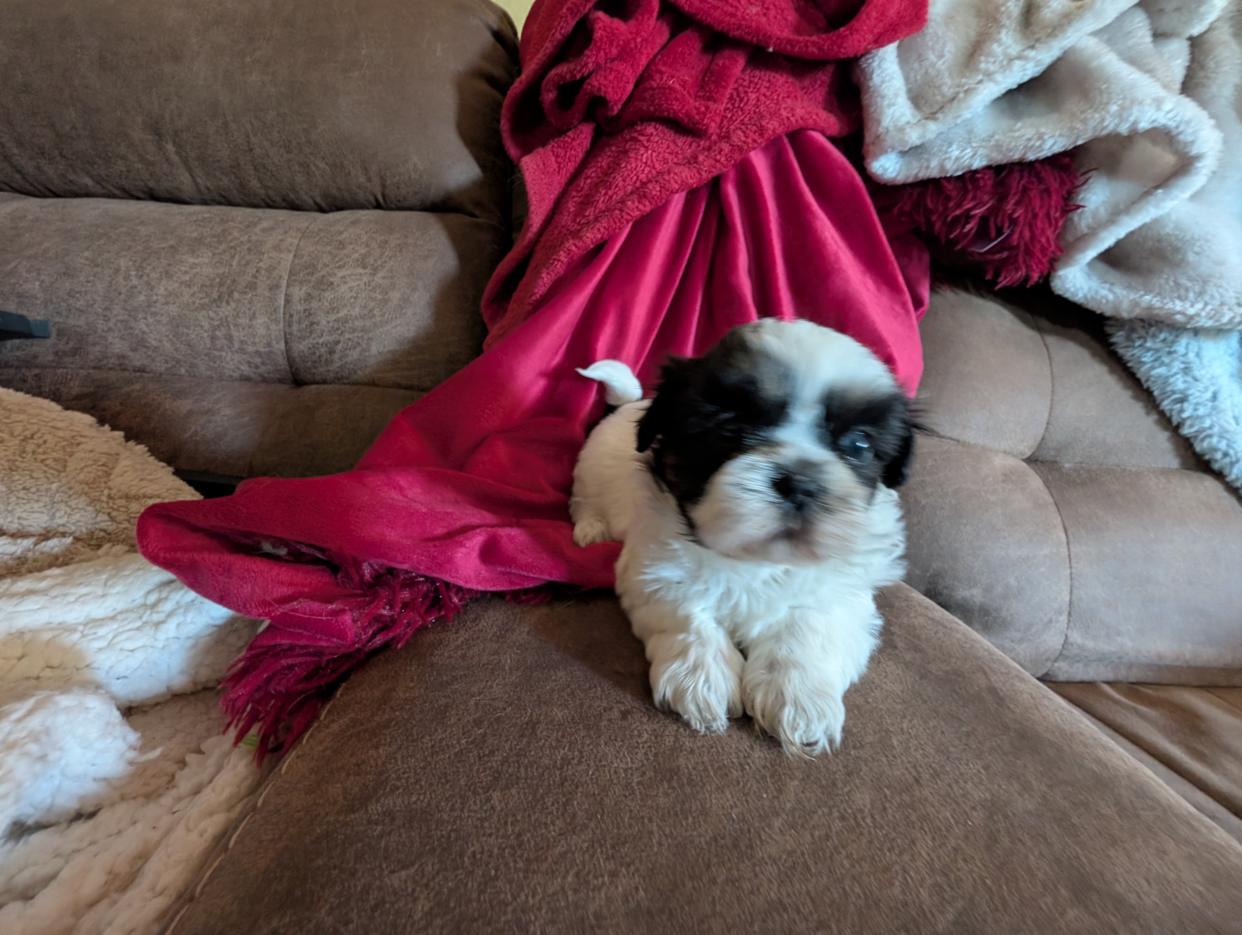 Juliet puppy from Maw's Little Paws